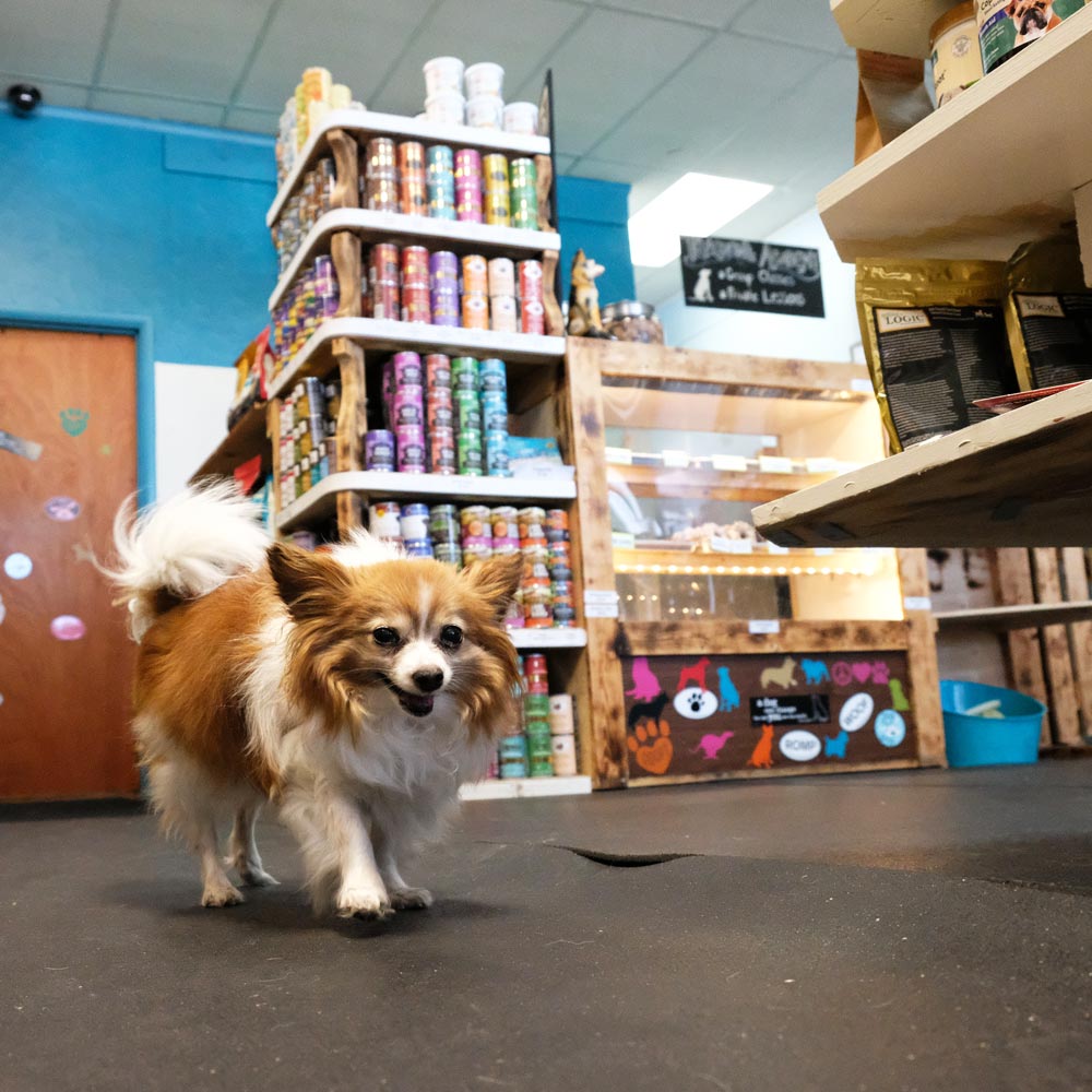 A dog going through the green DogGoods store. 
