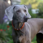 Photo of a Great Dane