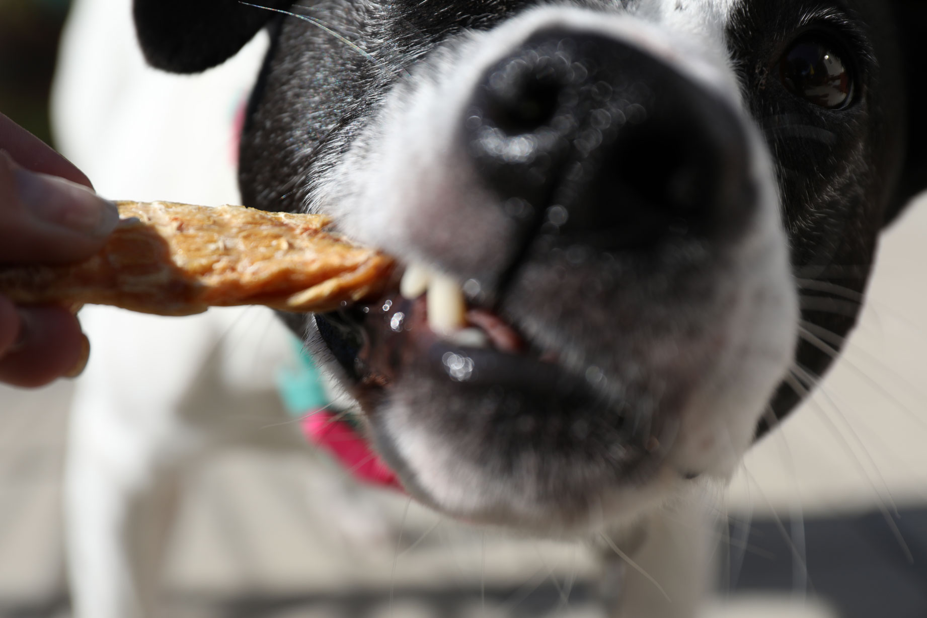Dog Eating Chicken Bakery Treat